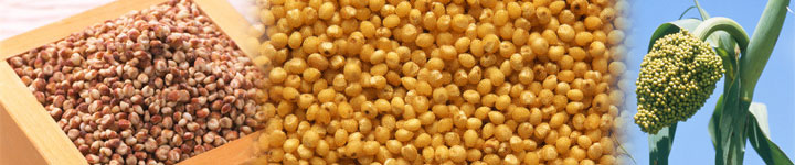 Bajra (Millet) and Jowar